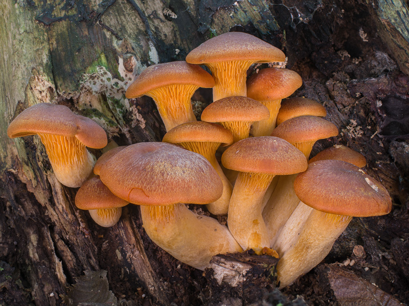 Omphalotus olearius